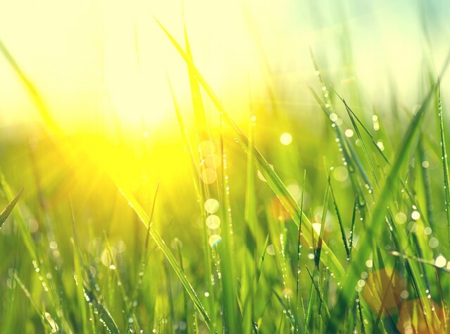Fresh green spring grass with dew drops